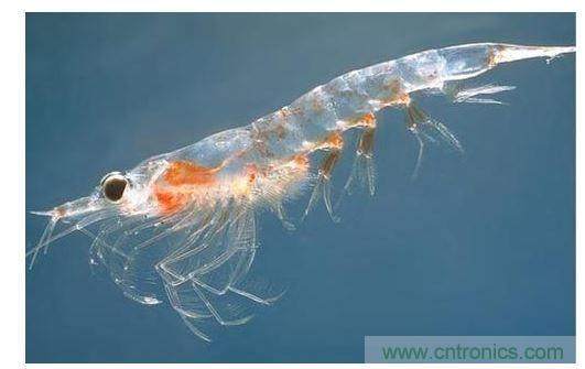 可大量供應的普通蝦殼中含有開發高效率有機太陽能電池所需的成份。