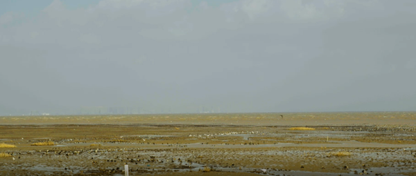 世界濕地日：海康威視攜手一個地球自然基金會，在上海守護這個重要“驛站”