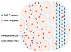  圖1.人體組織的電導率  因此，按照如上初步近似思路，模擬人體行為的電子電路可以建模如下：電阻Ri（細胞內電阻）與電容（細胞膜電容）串聯，二者與另一個電阻Re（細胞外電阻）并聯，如圖2所示2。人體的阻抗范圍在1 kHz左右的低頻時為10 kΩ至1 MΩ，在1 MHz左右的高頻時為1 kΩ至100 Ω。